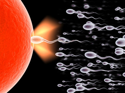 Human-Sperm